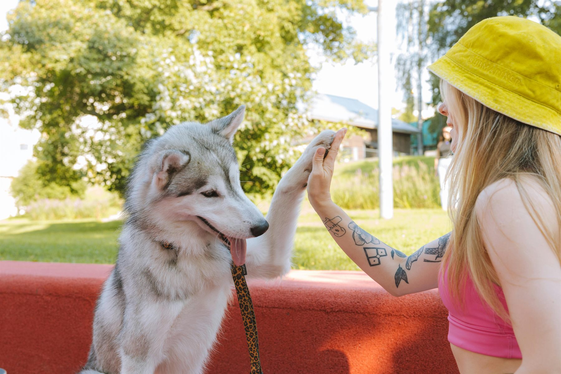 A dog offering a high-paw to its owner during a training session
