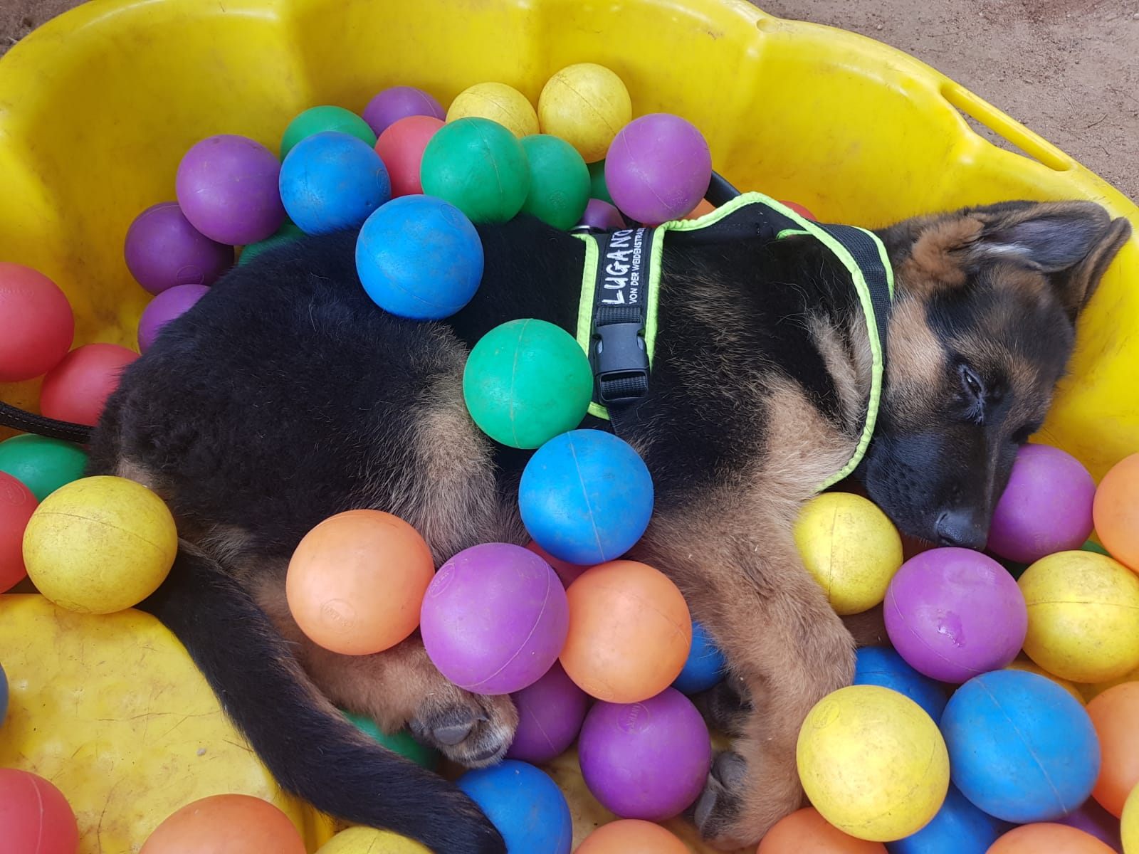 A puppy resting happily in a colourful ball pit