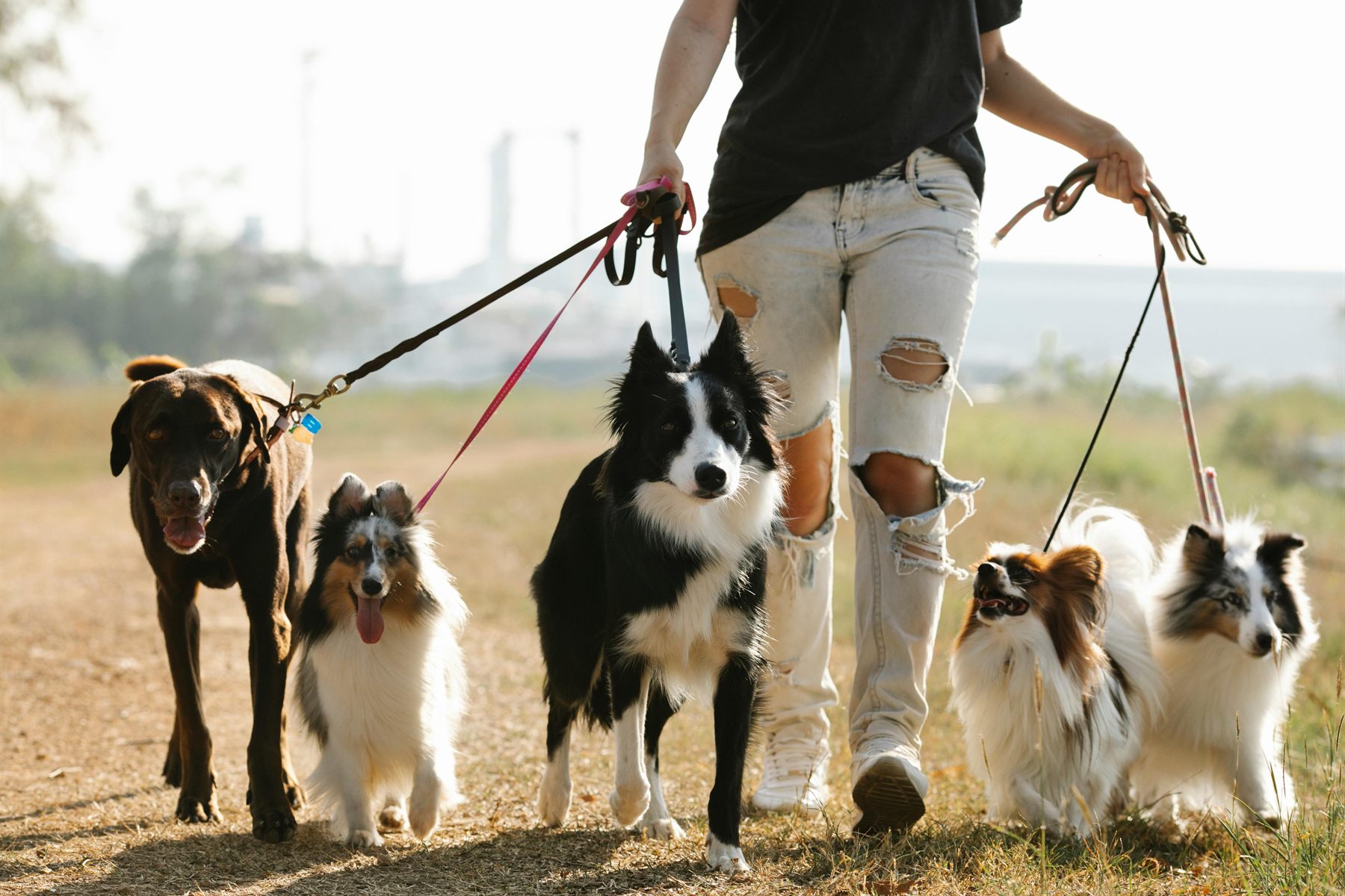 A dog walker leading a happy pack of dogs down a path in Somerset West